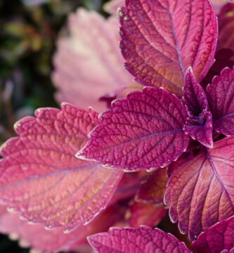 hojas púrpura de Perilla frutescens en el jardín