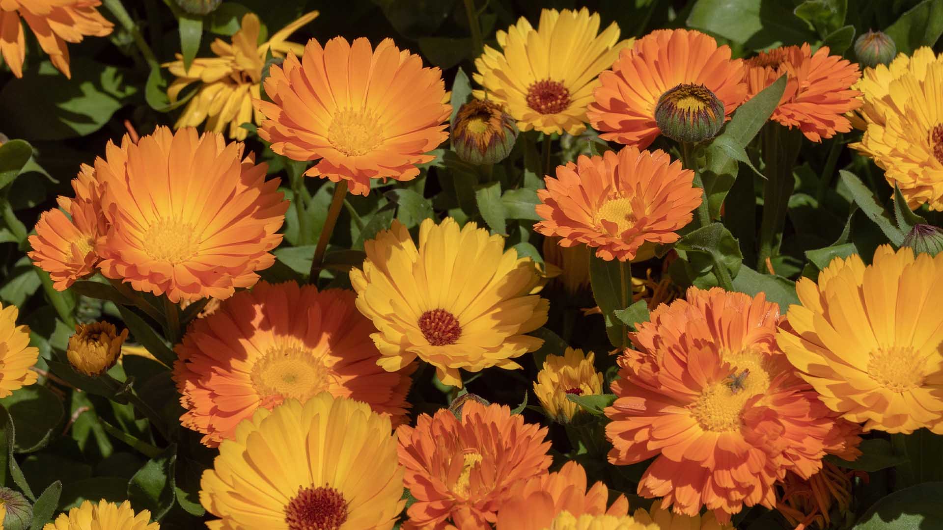 Caléndula Calendula officinalis [Propiedades y Beneficios]